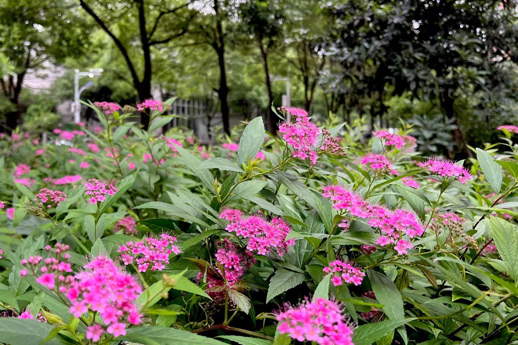 漂亮的麻叶绣线菊