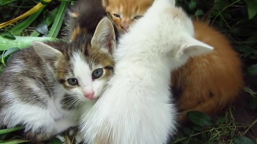 野外小奶猫饿了很多天,终于有好心人送来吃的,这一幕心疼!