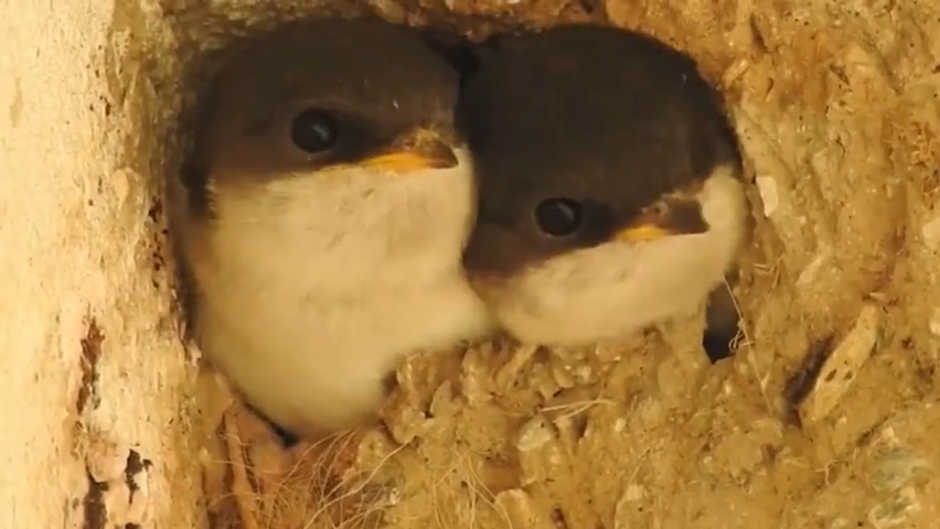 小时候的燕子,全身都是圆圆的,胖乎乎的好可爱!