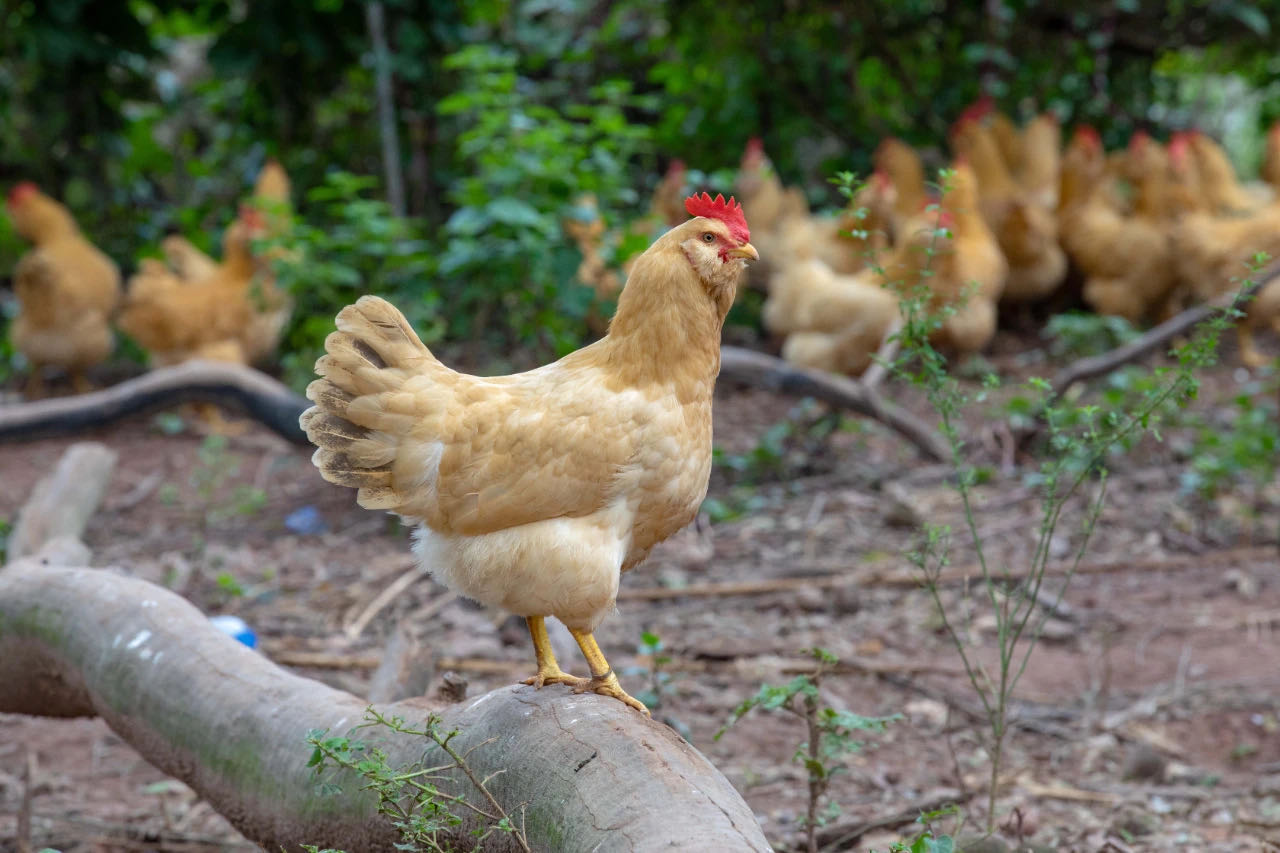 淡黄色高脚淡淡黄色羽毛左边长是什么品种鸡
