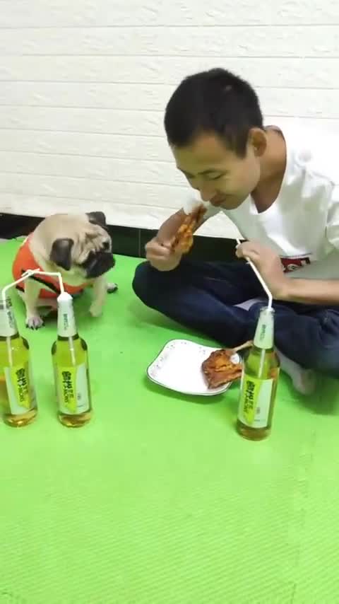 喝酒吃肉没问题巴哥假装喝醉真的好搞笑主人又被狗子骗了啊