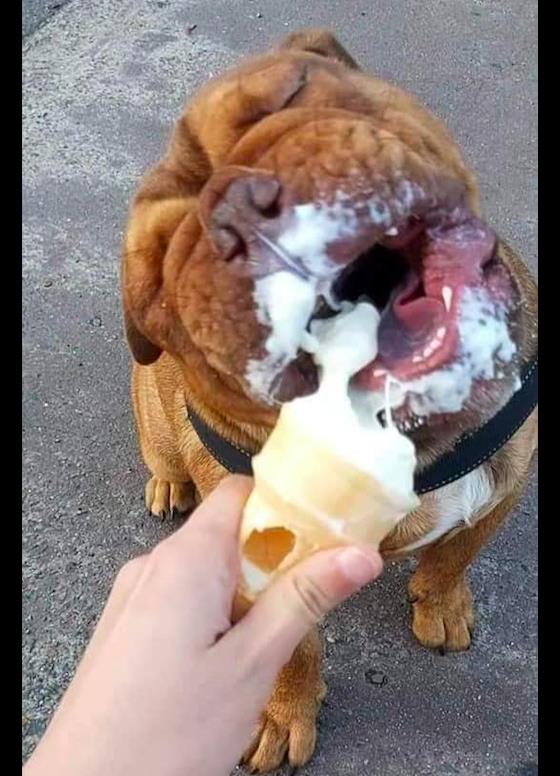 主人给狗狗喂冰淇淋吃,它闭着眼睛张大了嘴巴享受:人间美味_高清图集