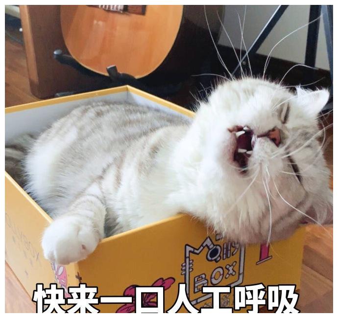 一只猫过得“幸福”,从这些方面可以看出来!休闲区蓝鸢梦想 - Www.slyday.coM 一只猫过得“幸福”,从这些方面可以看出来!休闲区蓝鸢梦想 - Www.slyday.coM