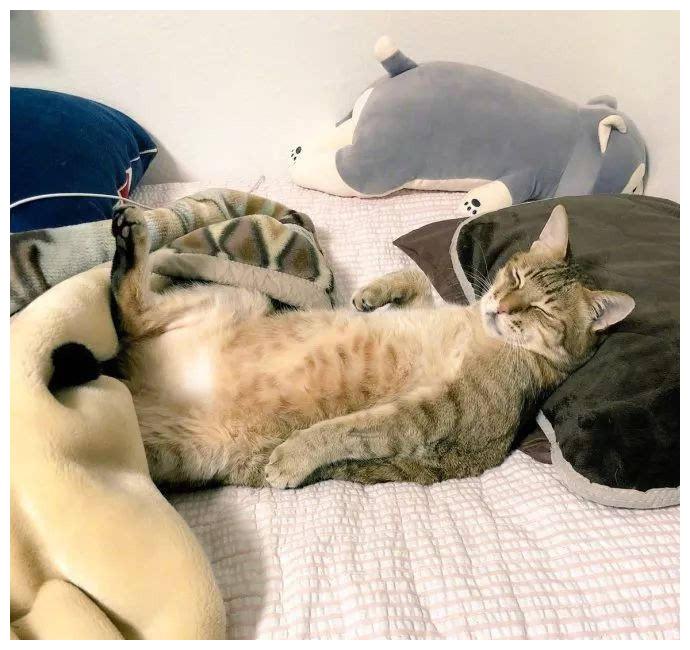 一只猫过得“幸福”,从这些方面可以看出来!休闲区蓝鸢梦想 - Www.slyday.coM 一只猫过得“幸福”,从这些方面可以看出来!休闲区蓝鸢梦想 - Www.slyday.coM