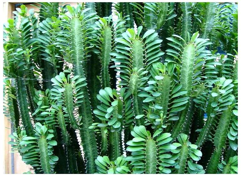 想把"龙骨话"养的粗壮挺拔,疯长开花,这栽种经验要知道!