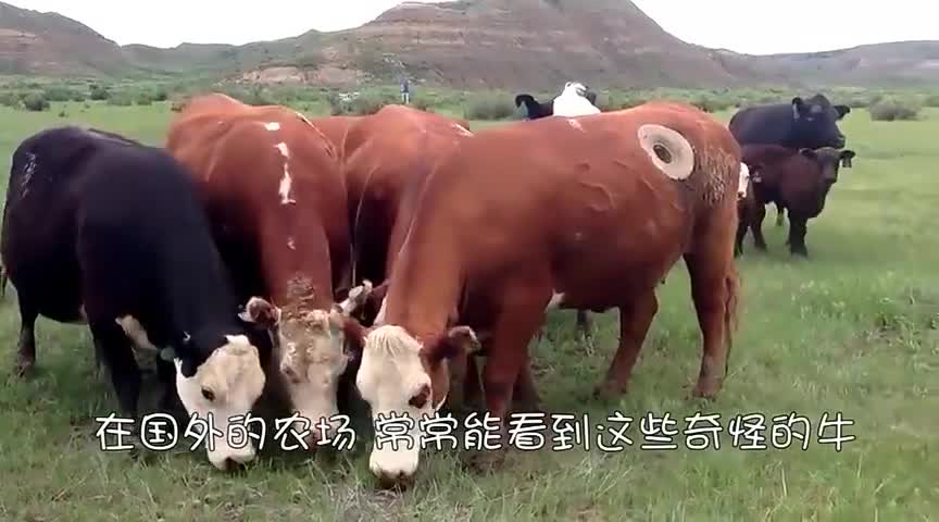 国外在牛肚子上开洞,还伸手进胃里掏,原以为很残忍看完真相了!