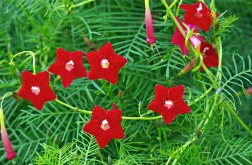 种花家里养一盆 满屋飘香 好养易活颜值高 酢浆草 常夏石竹 牡丹 新浪新闻