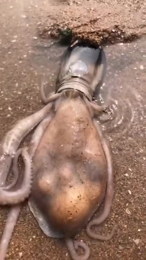 海边发现只大章鱼竟然往瓶子里钻真可爱