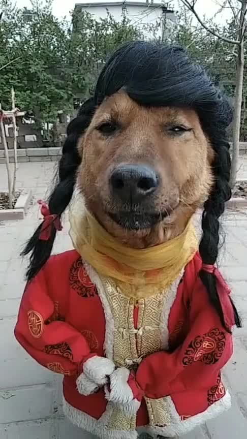 狗狗被主人恶搞成这样子不知所错的模样真是太可爱了