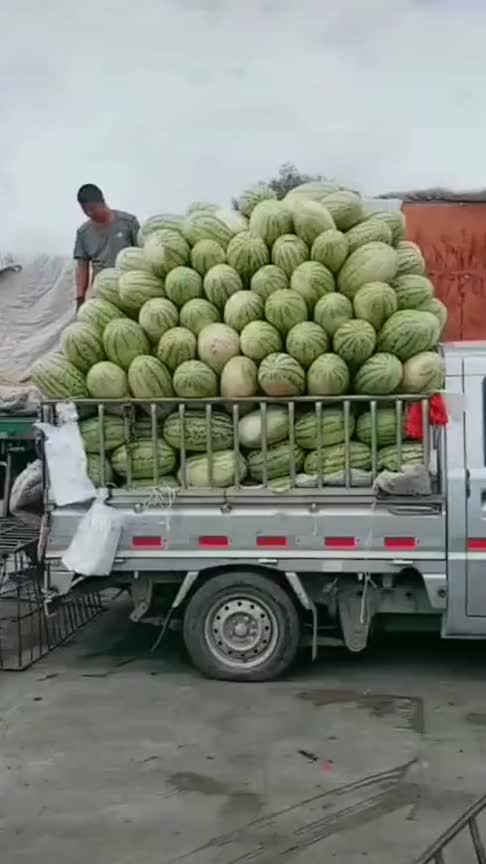 一车西瓜有多少斤这都能拉的动