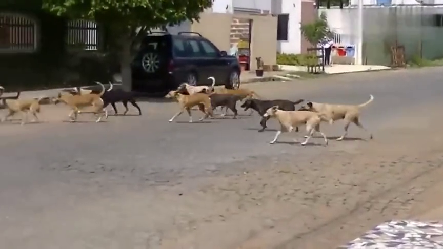 狗子们打群架,这个场面好壮观,打的好激烈!