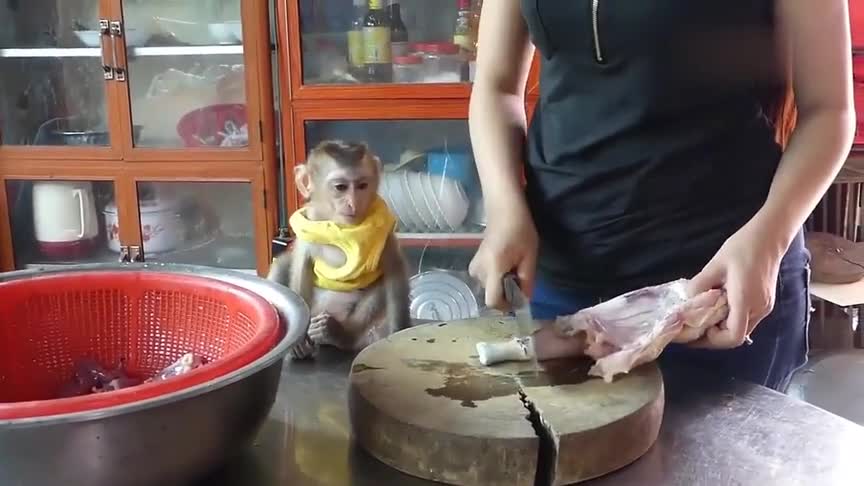 小猴子看主人切鸡肉,菜刀剁下去小猴子也跟着动一下,真搞笑