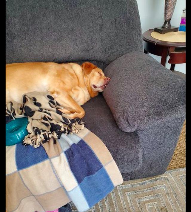 狗狗在沙发上睡着了鼻子都睡歪了昨晚是到哪玩去了呀