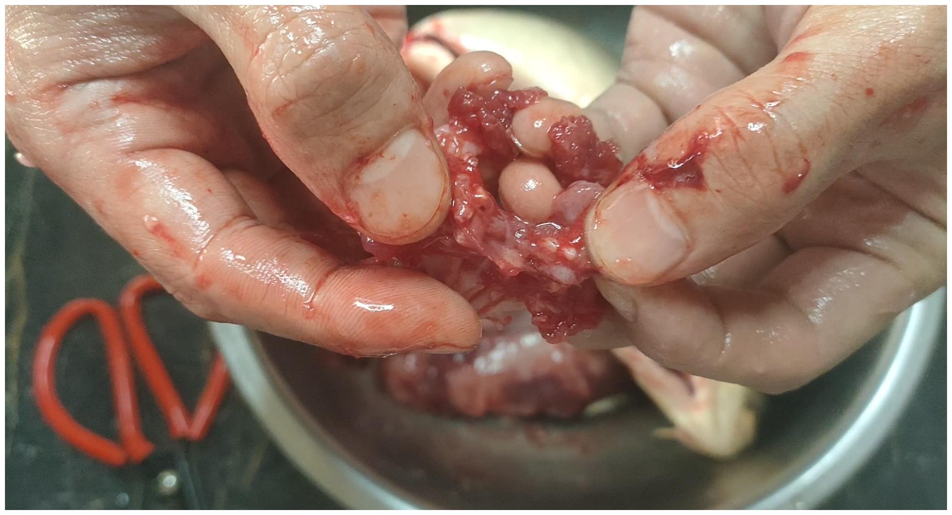 鱼血也是会让鱼变腥的.