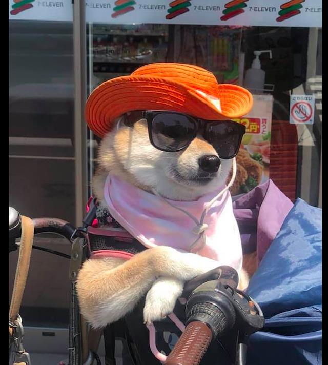柴犬坐在自行车的车筐里还戴着帽子和墨镜好像西部牛仔啊
