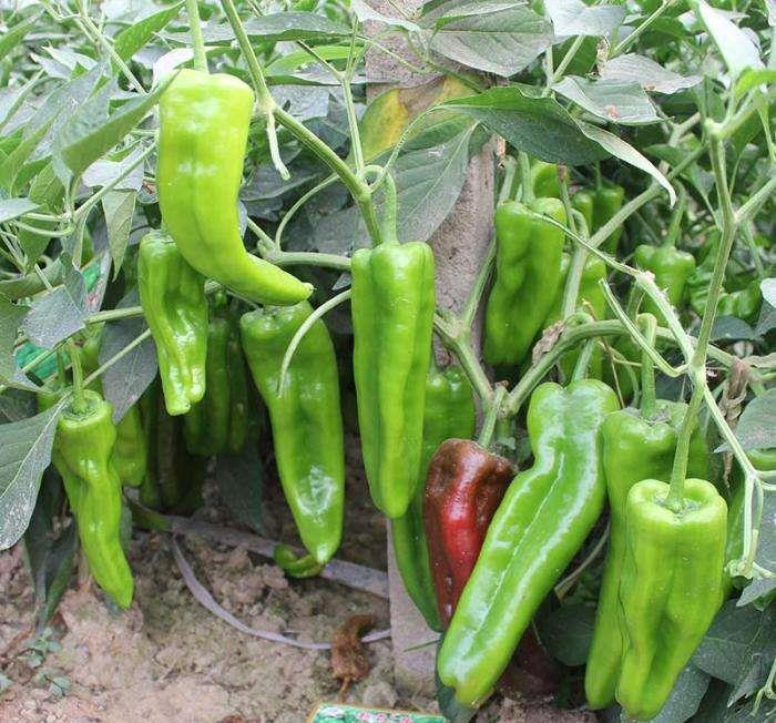 每一种都不一样,只有两种辣椒看起来十分的相似,那就是牛角椒和羊角椒