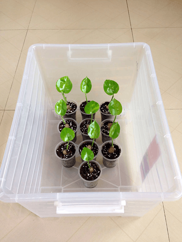 枝条扦插的大叶绿萝注意2个关键爆长到比绿萝柱高