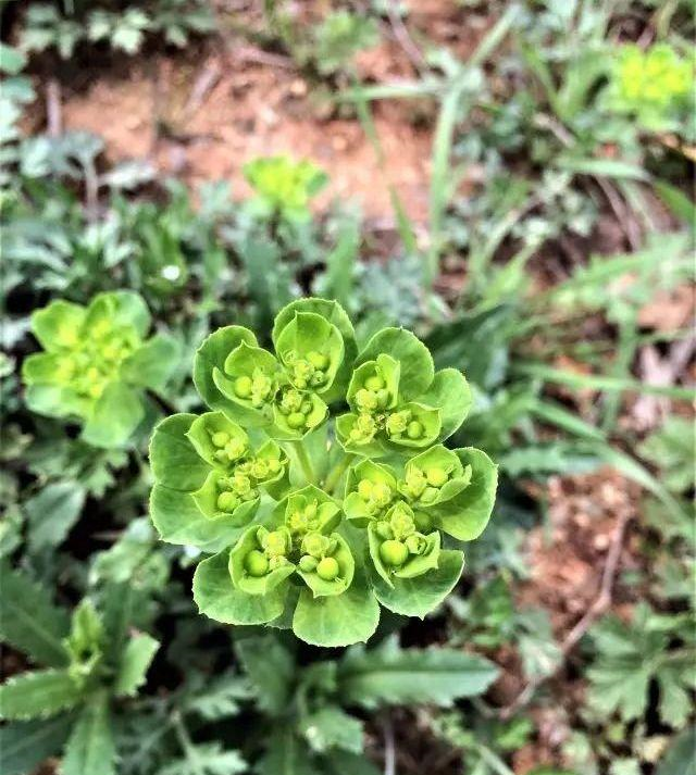 这东西人称猫眼睛能治风火牙痛路边到处是遇到请重视
