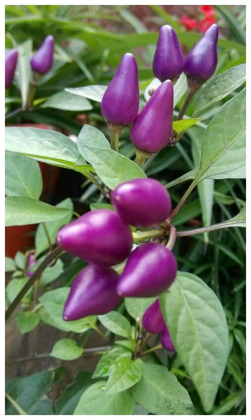 点缀阳台的五彩椒__财经头条