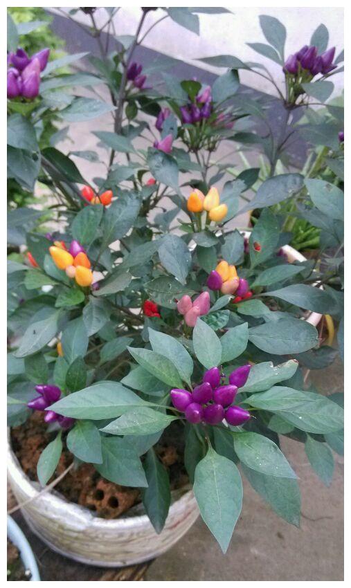 点缀阳台的五彩椒__财经头条