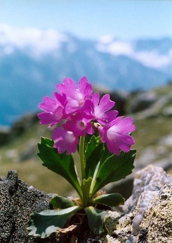 绝处逢生的花儿更美丽,坚持不懈塑造生命的奇迹