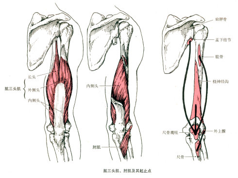 远固定时,使上臂在肘关节处伸.止点:尺骨鹰嘴.