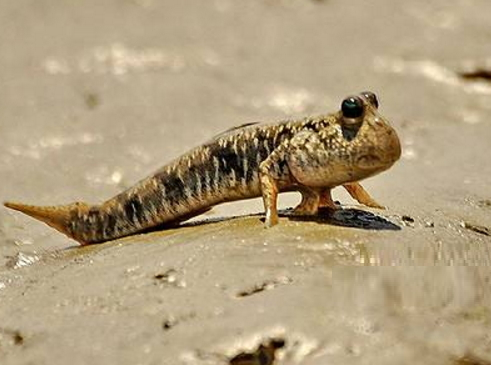 小伙过水洼,发现一条"会走路的鱼",知道真相后赶紧把它吃了!