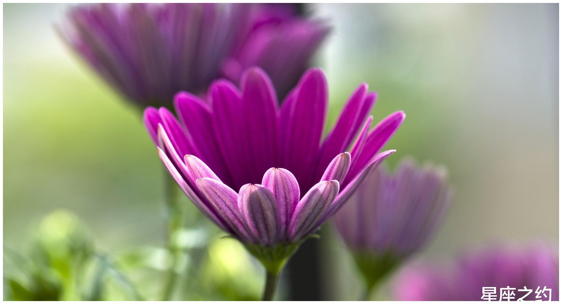 5月17日星座运势 双子脚踏实地 天蝎目光长远 射手心思缜密