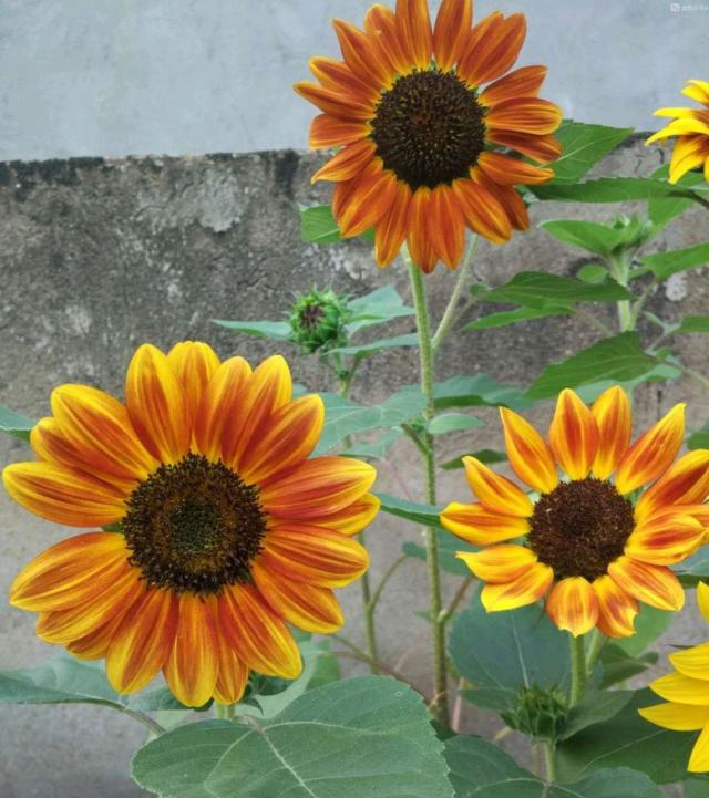 你知道俄罗斯的国花是啥花吗?