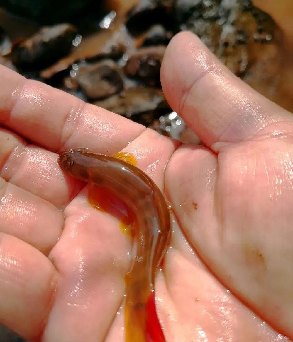 小红尾巴鱼酸汤 还是江城的好吃__财经头条