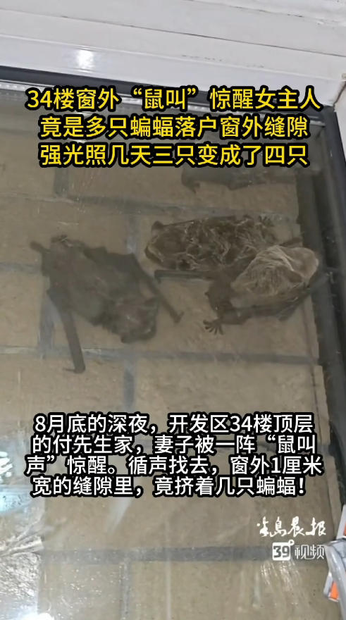 34楼女业主正熟睡，突被阳台老鼠叫声惊醒！原来是蝙蝠侠举家入住
