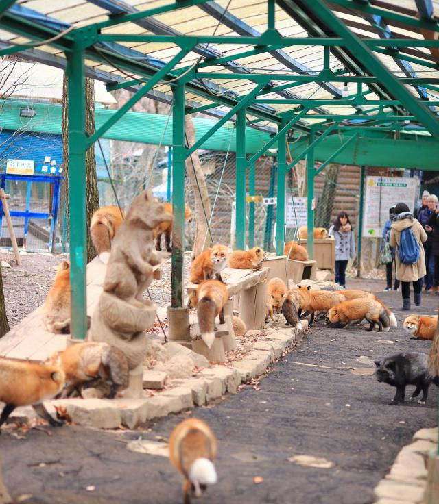 日本有个人气景点，养着许多生活自在的狐狸，靠讨好游客混日子休闲区蓝鸢梦想 - Www.slyday.coM