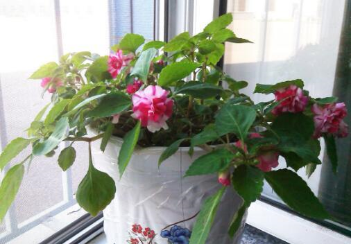 阳台小也要养盆它,有点散光就疯长,种1棵,长1片,1年能开300天休闲区蓝鸢梦想 - Www.slyday.coM 阳台小也要养盆它,有点散光就疯长,种1棵,长1片,1年能开300天休闲区蓝鸢梦想 - Www.slyday.coM