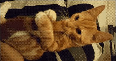 神回复：假如你女朋友发烧40度，你王者荣耀晋级赛刚开，怎么办？休闲区蓝鸢梦想 - Www.slyday.coM