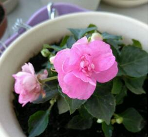 阳台小也要养盆它,有点散光就疯长,种1棵,长1片,1年能开300天休闲区蓝鸢梦想 - Www.slyday.coM 阳台小也要养盆它,有点散光就疯长,种1棵,长1片,1年能开300天休闲区蓝鸢梦想 - Www.slyday.coM