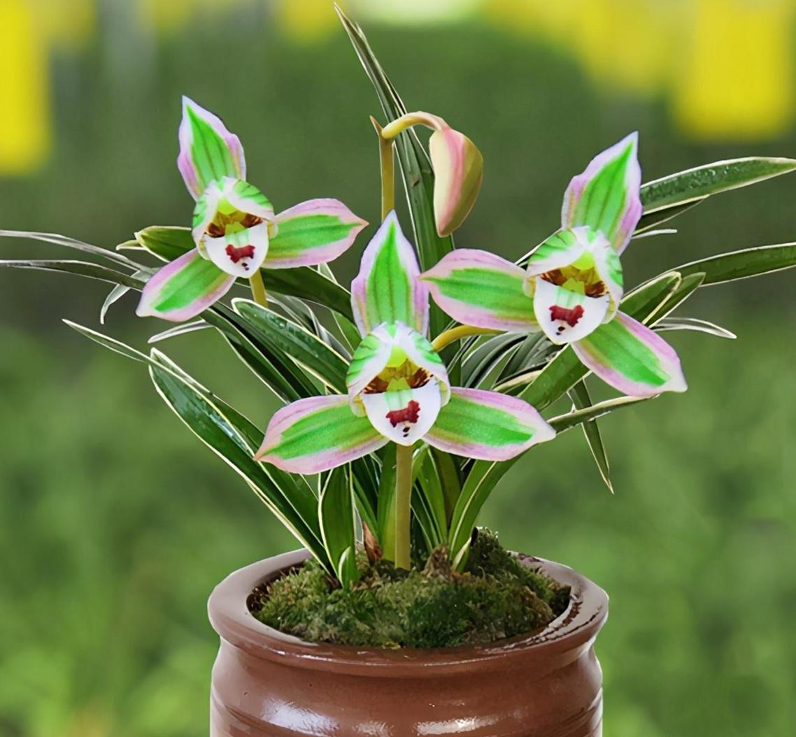 曾经只有帝王家才能养的兰花,现在已经走进寻常百姓家,让人一睹它的