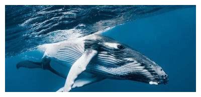 深海“绿洲”鲸落:巨鲸尸体滋养海底万物!看鲸鱼如何浪漫重生!休闲区蓝鸢梦想 - Www.slyday.coM 深海“绿洲”鲸落:巨鲸尸体滋养海底万物!看鲸鱼如何浪漫重生!休闲区蓝鸢梦想 - Www.slyday.coM