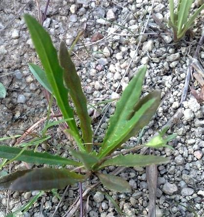 离根香属于草海桐科植物的范畴,它有五个分支品种,其中两个分布在