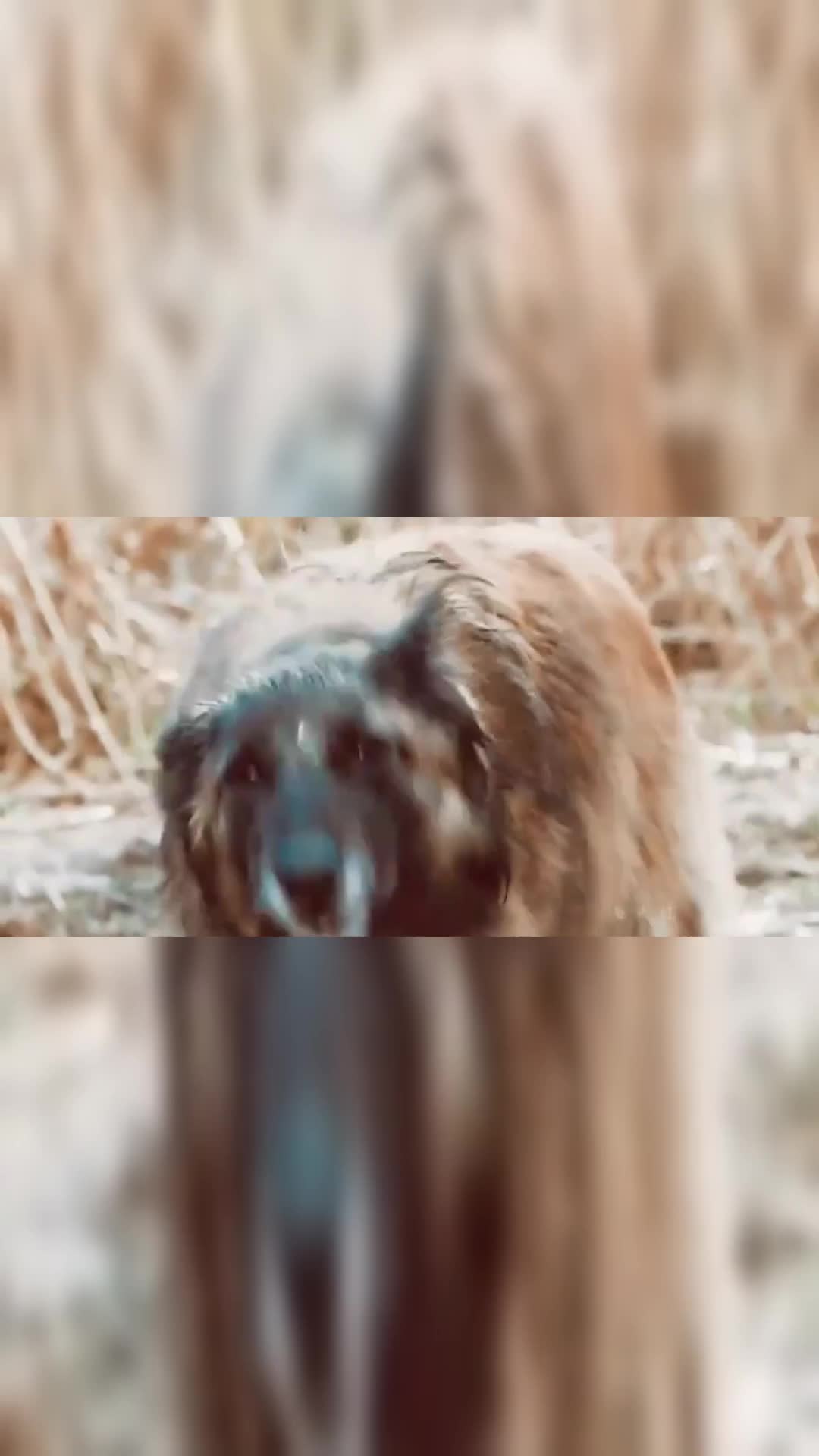 《沉睡魔咒》教母,乌鸦:就让她停留在你怀中