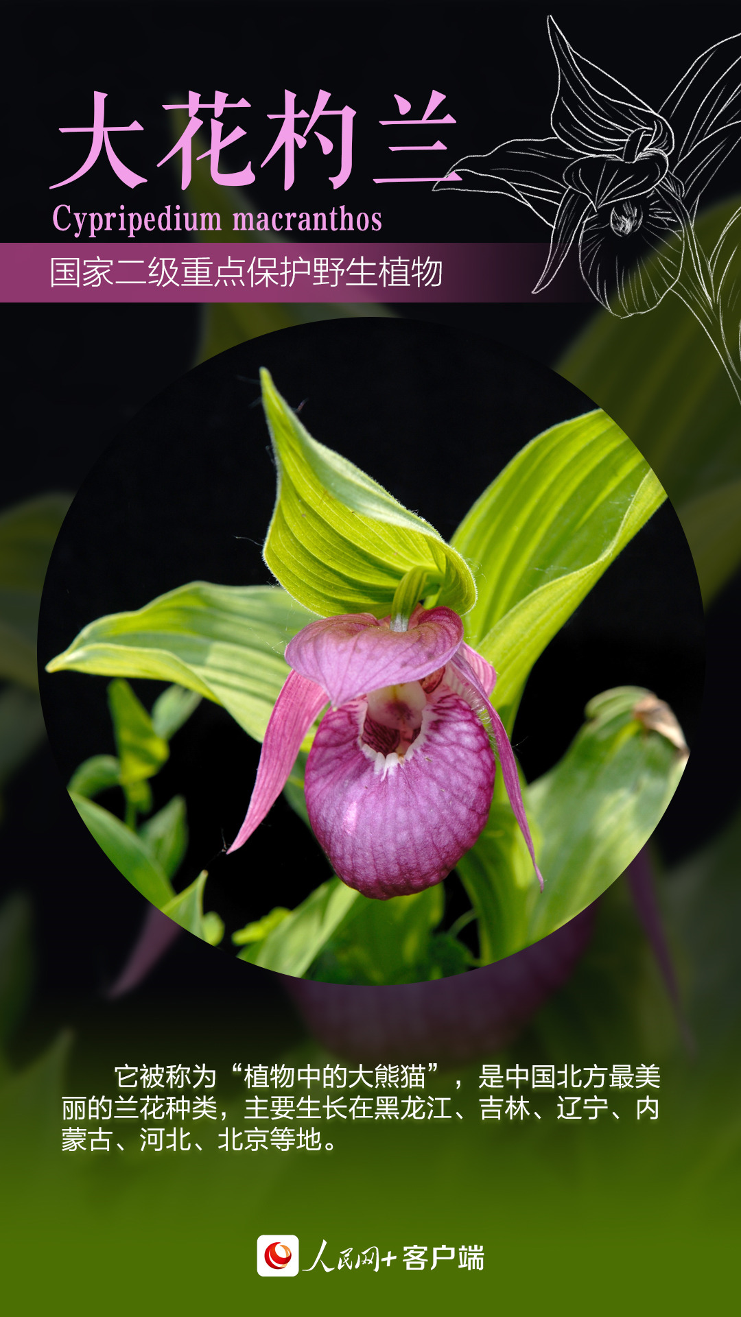 中国珍稀植物图鉴你见过几个