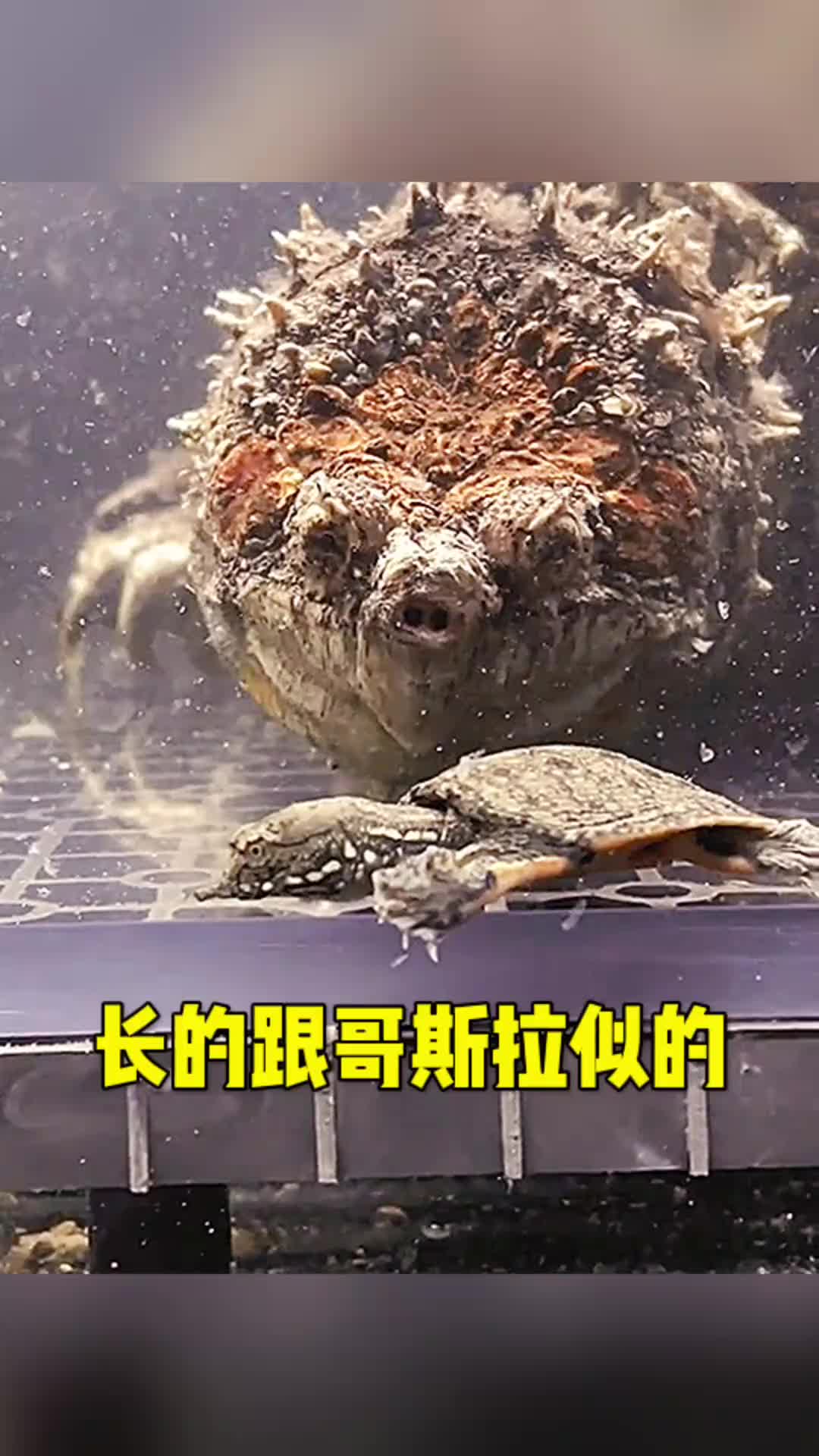 这怎么长的跟哥斯拉似的呀