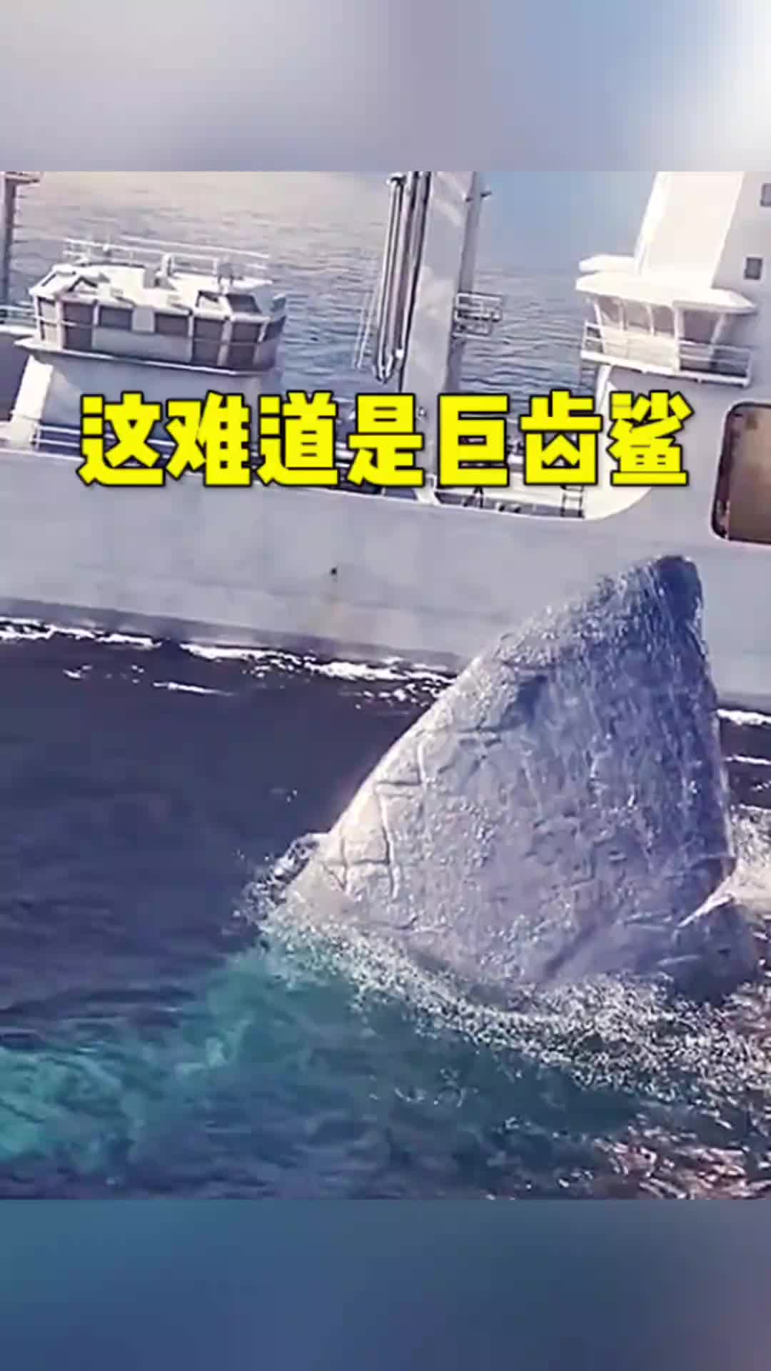 这大海里难道是巨齿鲨