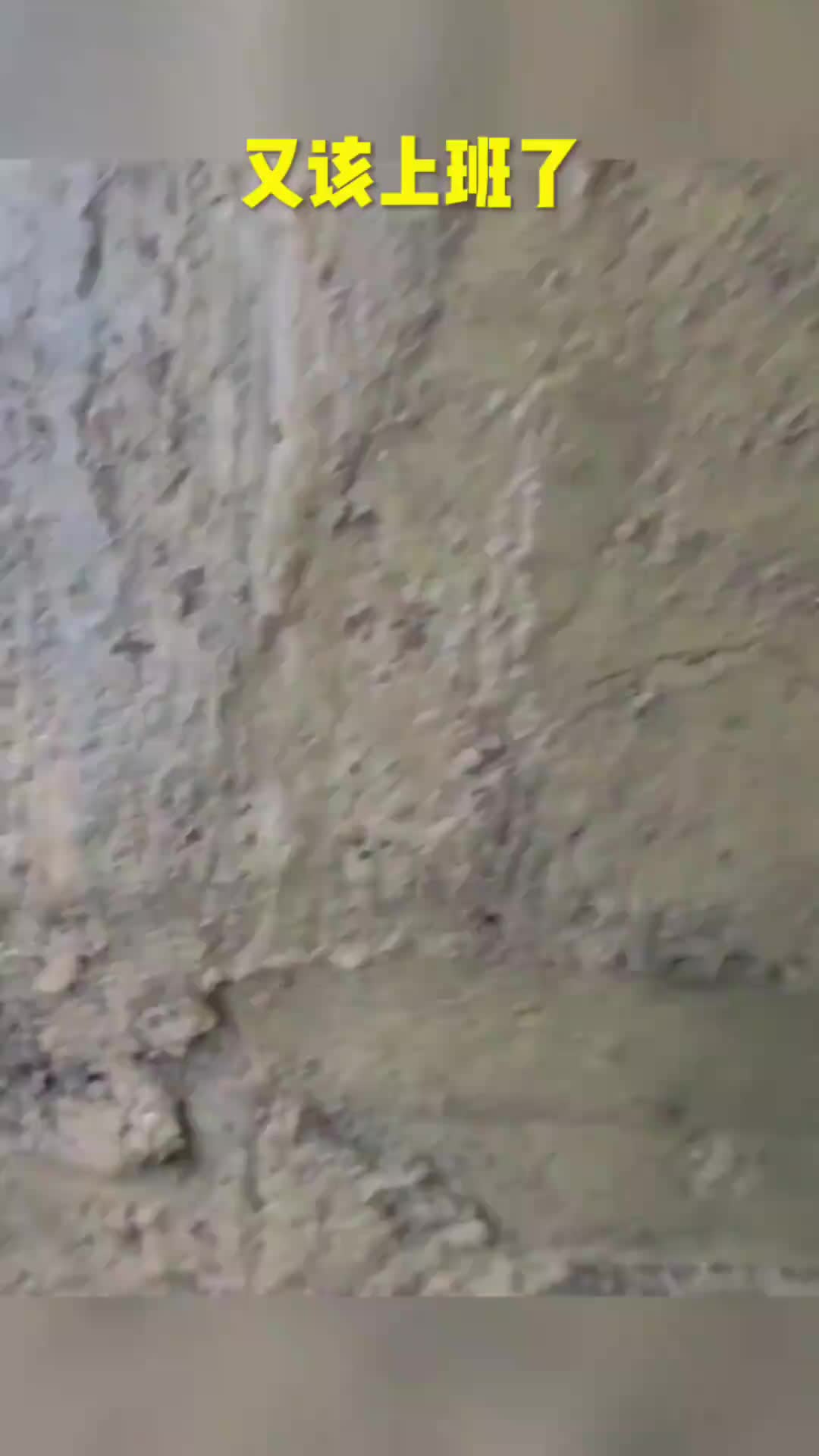 年又过完了把动物园的海豹愁坏了