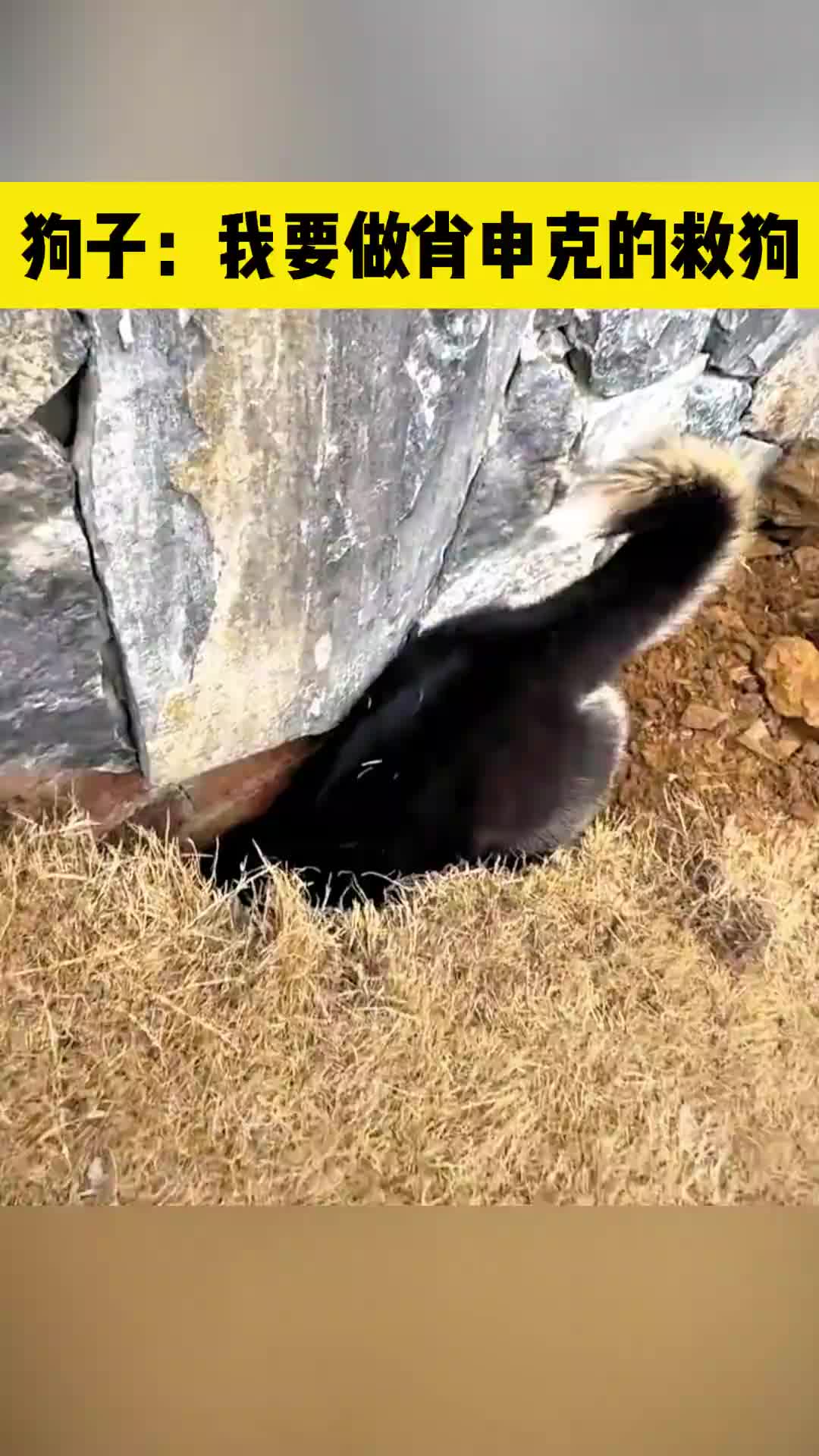 这狗子还想越狱哈哈