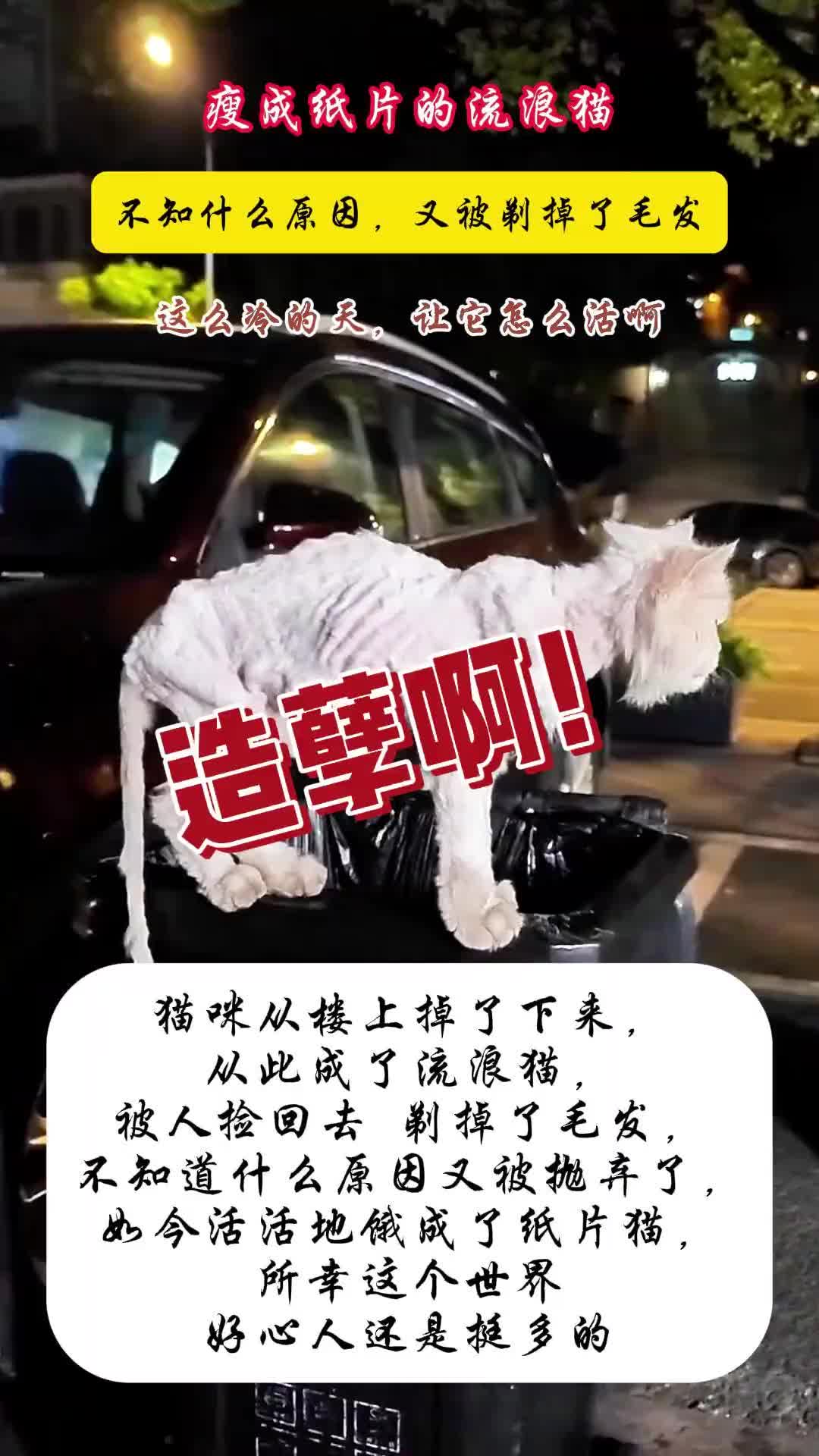 猫咪从楼上掉了下来又被人剃掉了毛发如今活成纸片猫