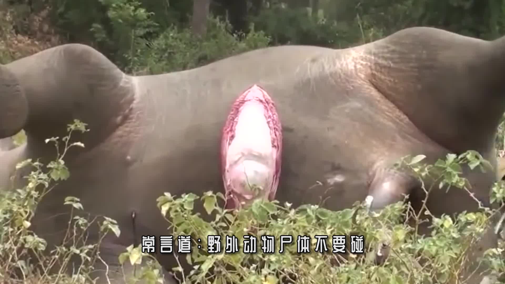 鬣狗发现大象尸体,上去就开啃,结果吃了没两口下一秒拔腿就跑!