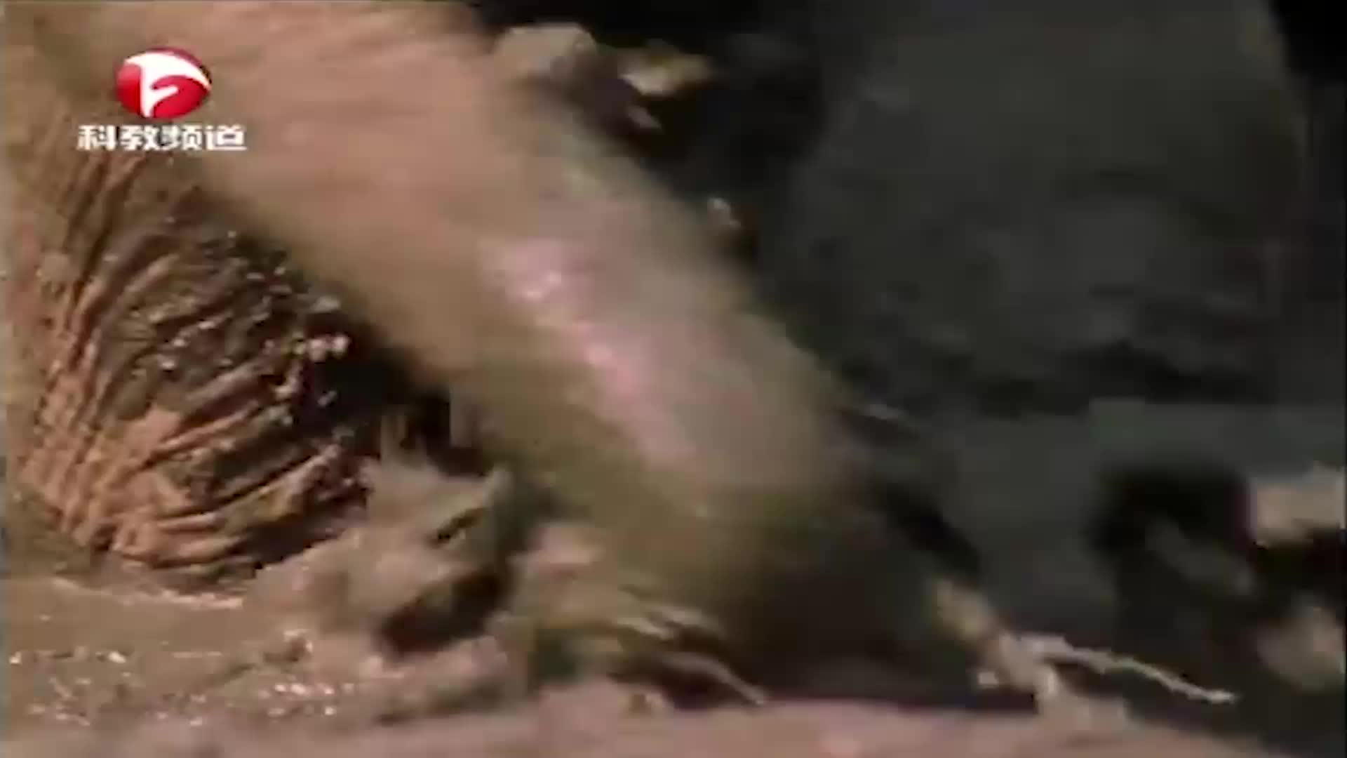 河流干涸，动物们的处境十分艰难，小狮子已经饿死了！