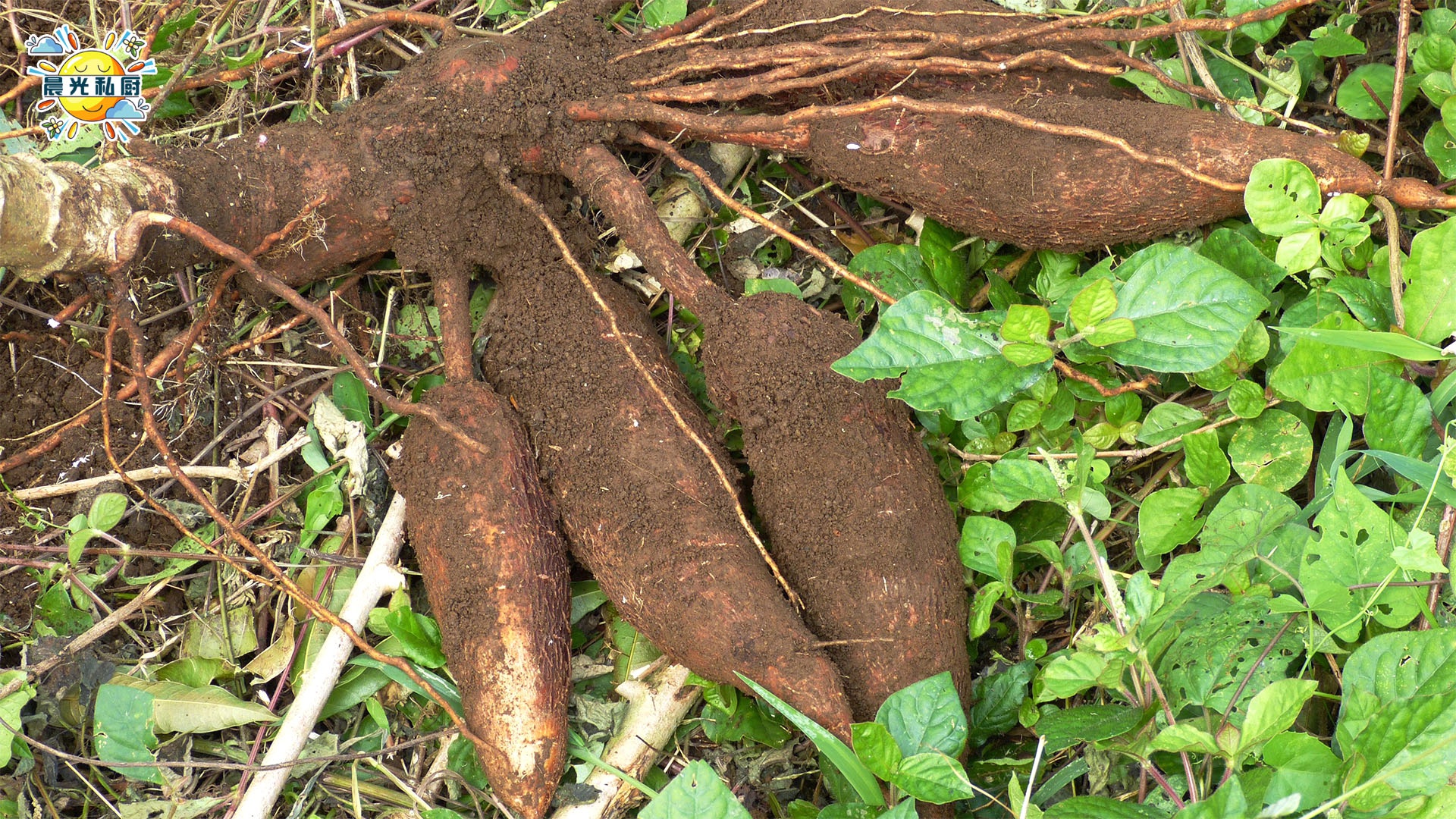 做马蹄糕的马蹄粉可以用什么来代替孕妇真的不能食用木薯粉吗
