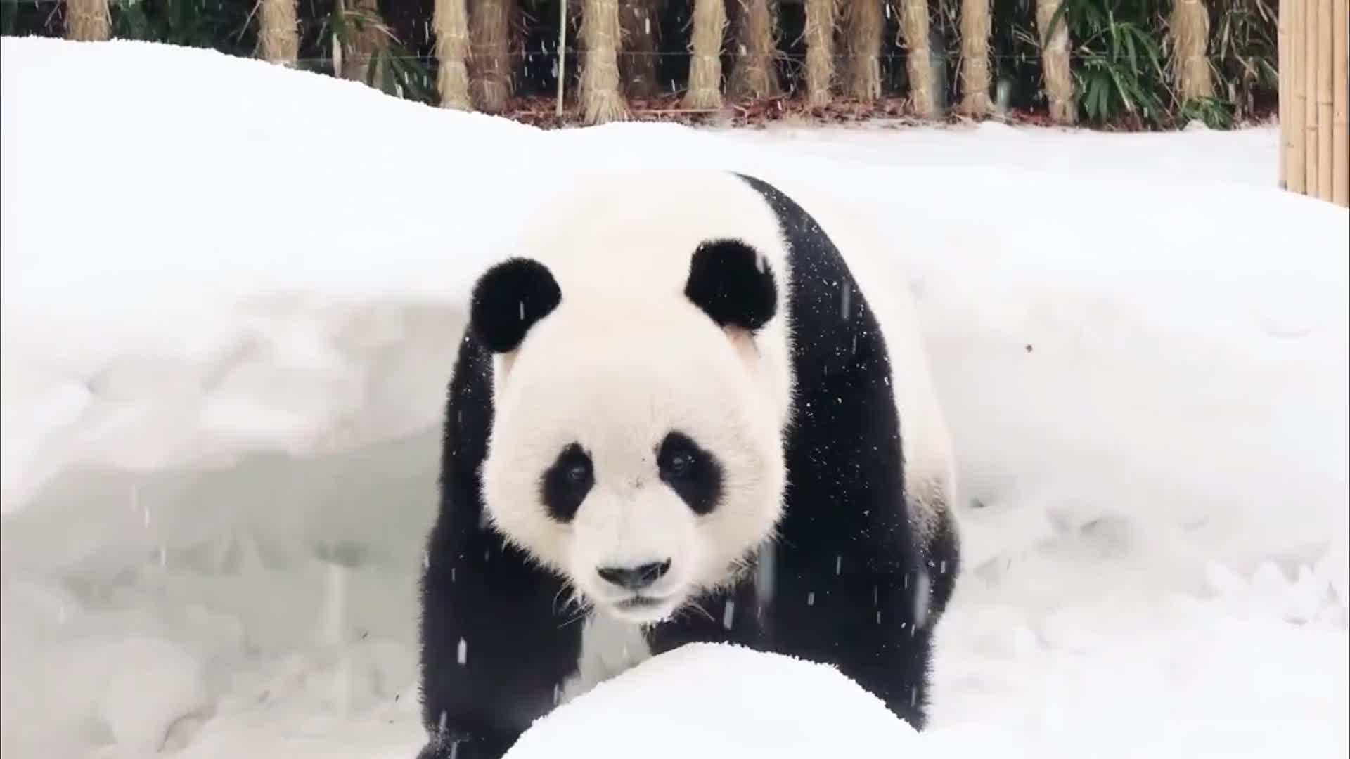 大熊猫在雪中玩耍开心得跟个孩子似的
