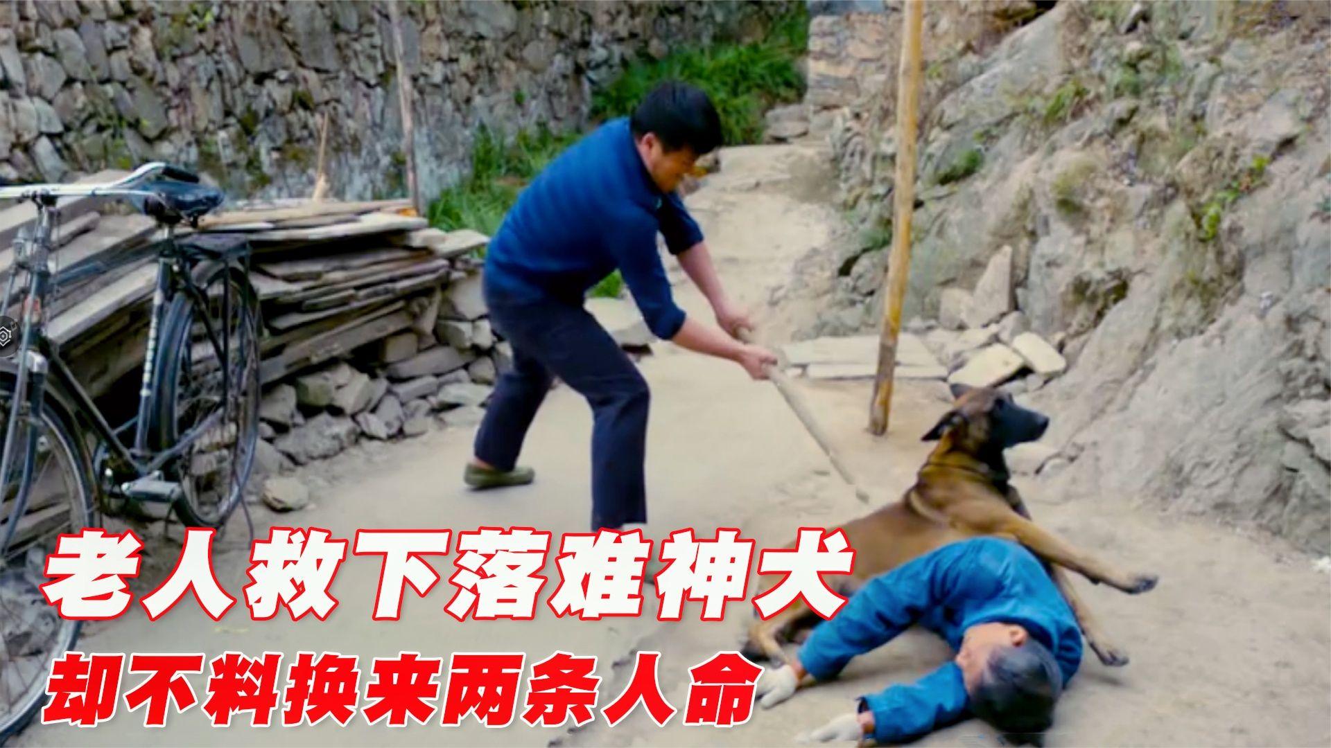 神犬落难,老人将它救回家,它多次帮助家人逃过劫难!